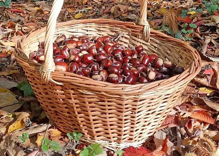 Гостевой дом Il Bosco Di Silvia Bosco (Parma)