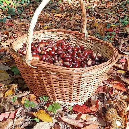 Pensionat Il Bosco Di Silvia Bosco (Parma)