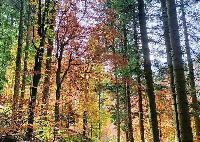 Casa de hóspedes Il Bosco Di Silvia 3*
